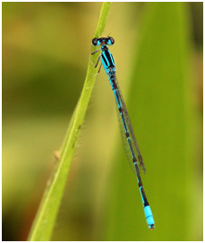 Acanthagrion temporale mâle,  Blue-sided Wedgetail